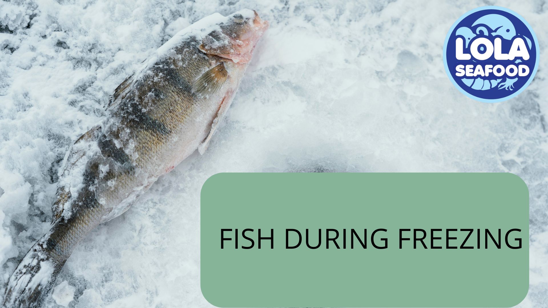 FISH DURING FREEZING